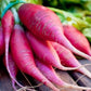 RADISHES 'China Rose'