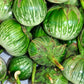 EGGPLANT 'Petch Siam'