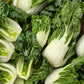 ASIAN GREENS 'Extra Dwarf Pak Choy'
