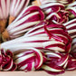 RADICCHIO 'Treviso'