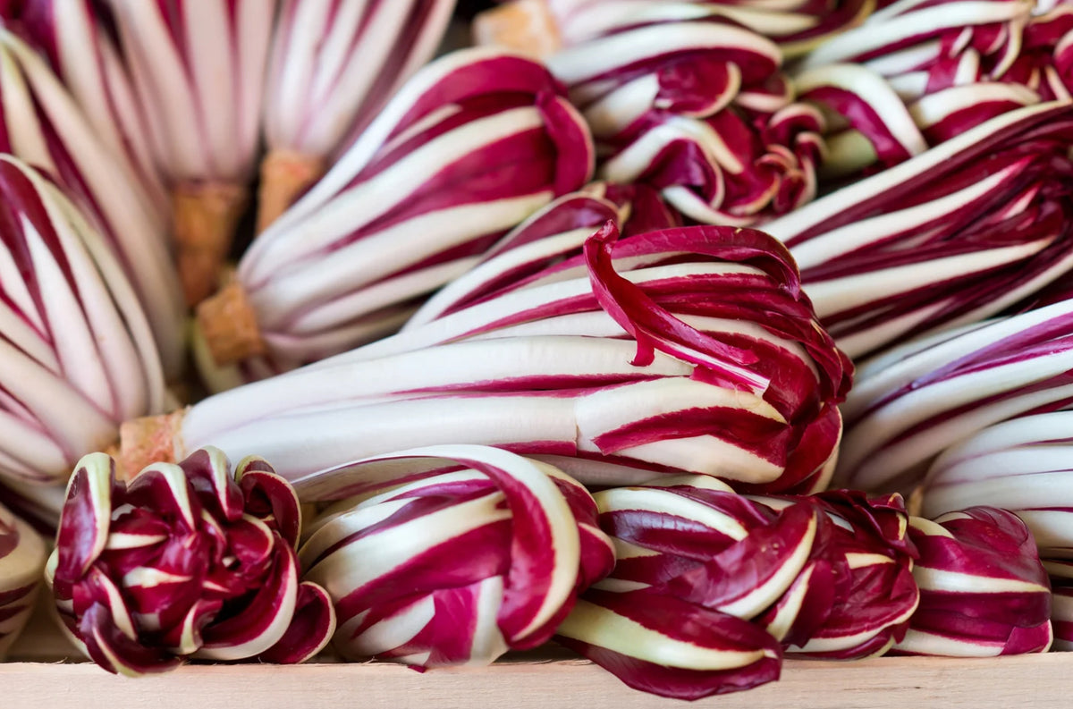 RADICCHIO 'Treviso'