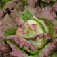 LETTUCE 'Chrystal'