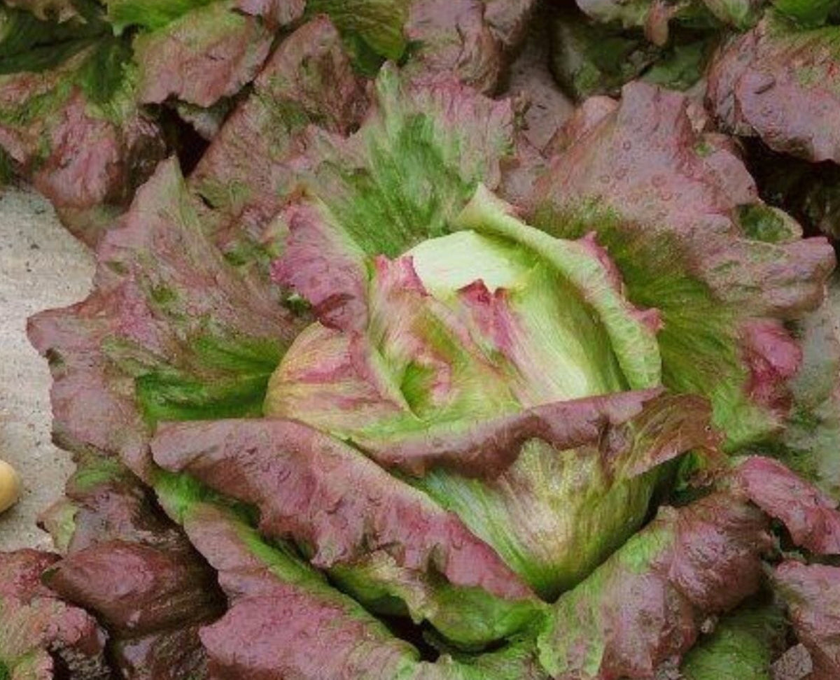 LETTUCE 'Chrystal'