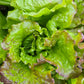 LETTUCE 'Chrystal'