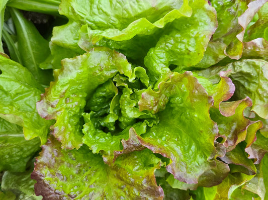 LETTUCE 'Chrystal'
