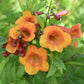 Tecoma alata --Dwarf Orange Esperanza--