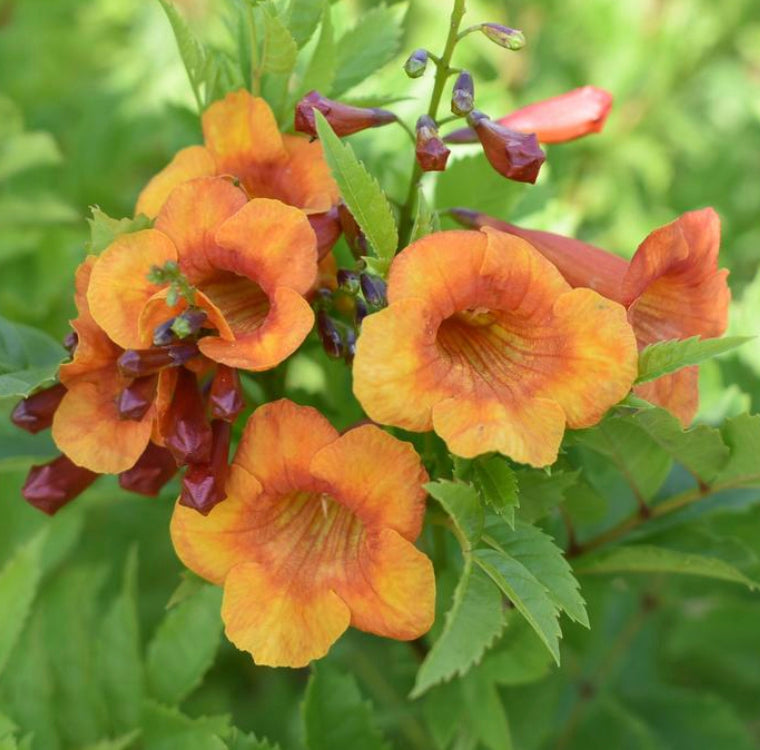 Tecoma alata --Dwarf Orange Esperanza--