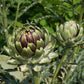 ARTICHOKE 'Ivory White Cardoon'