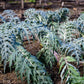 ARTICHOKE 'Ivory White Cardoon'