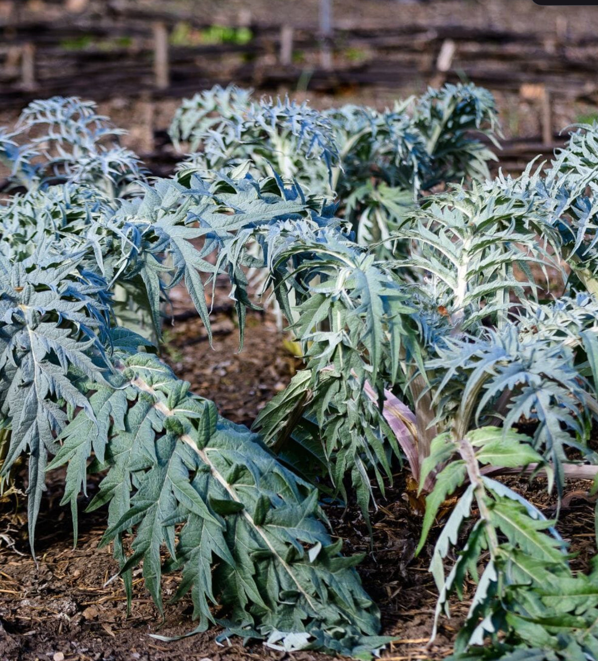 ARTICHOKE 'Ivory White Cardoon'
