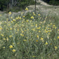 Dalea aurea --Golden Dahlia--