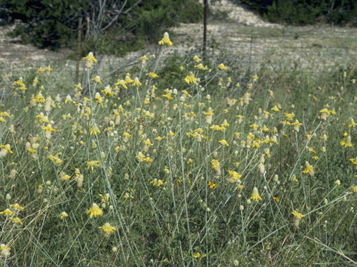 Dalea aurea --Golden Dahlia--