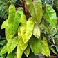 Philodendron erubescens 'Painted Lady'