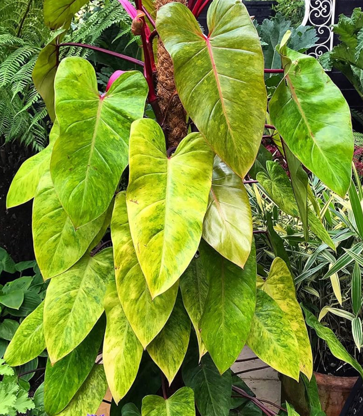 Philodendron erubescens 'Painted Lady'