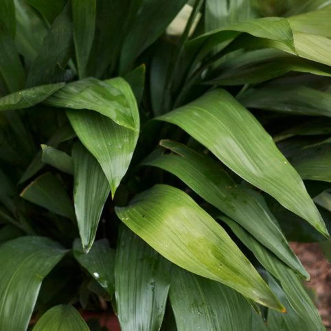 Aspidistra elatior --Dwarf Cast Iron Plant--