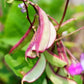 BEAN 'Murasakiirohana Fujimama Hyacinth'