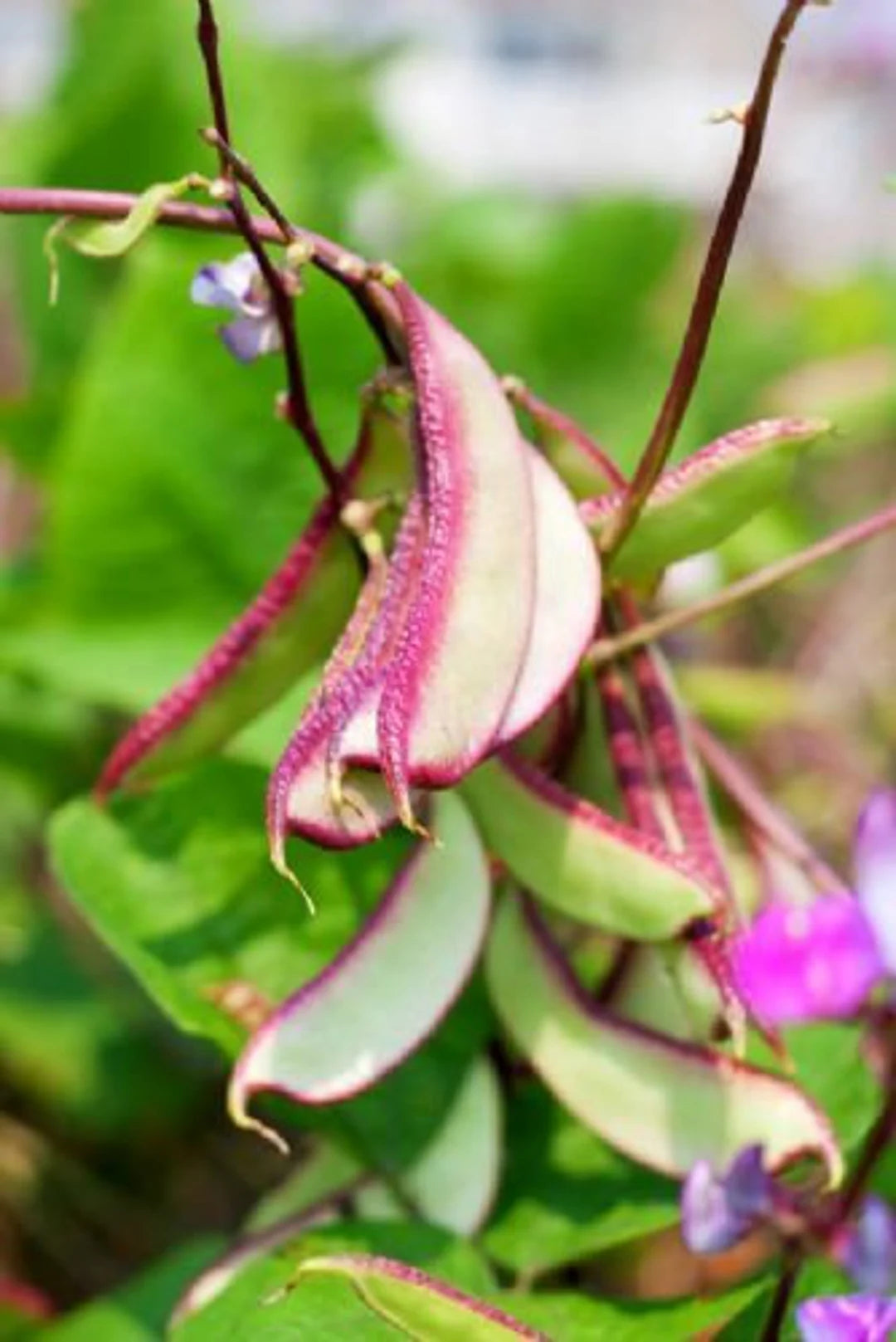 BEAN 'Murasakiirohana Fujimama Hyacinth'