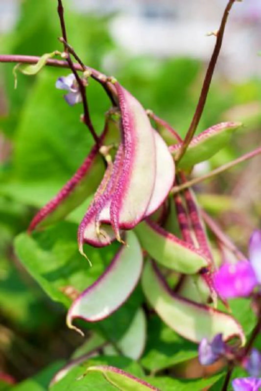 BEAN 'Murasakiirohana Fujimama Hyacinth'