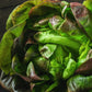 LETTUCE 'Burgundy Boston'