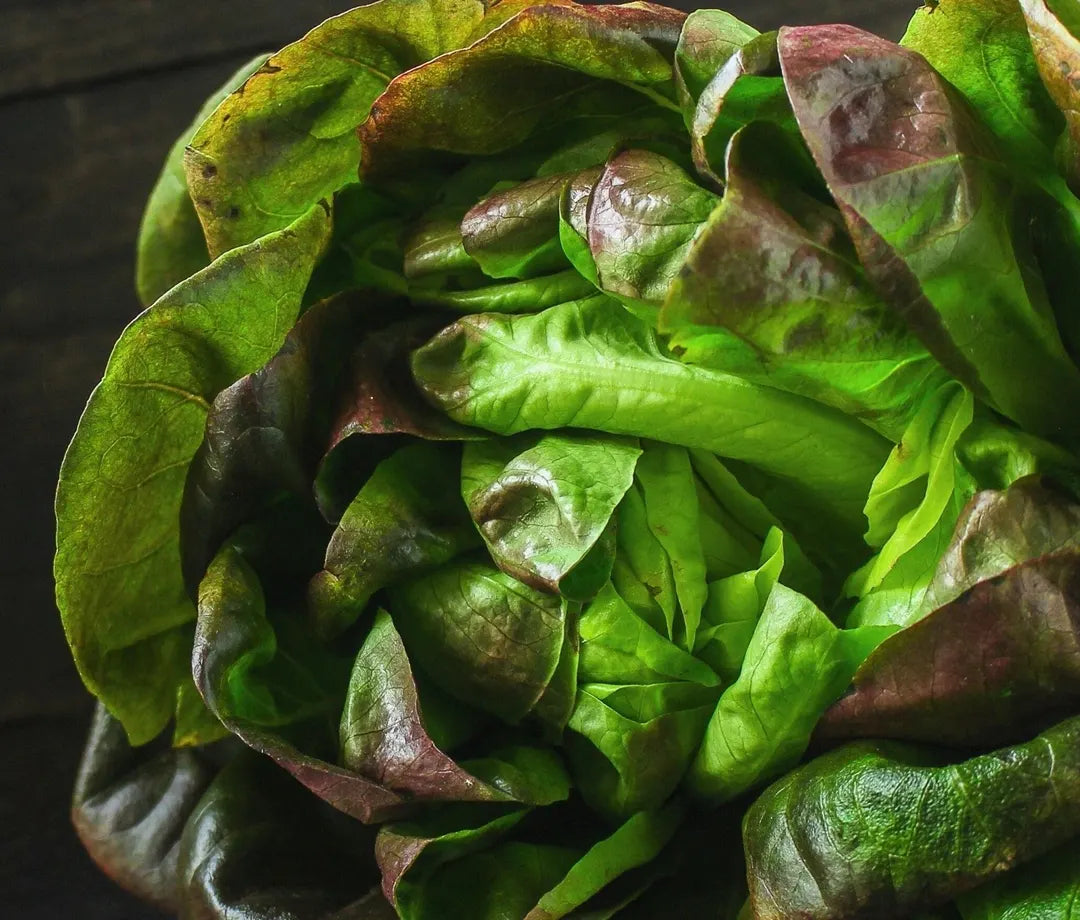 LETTUCE 'Burgundy Boston'
