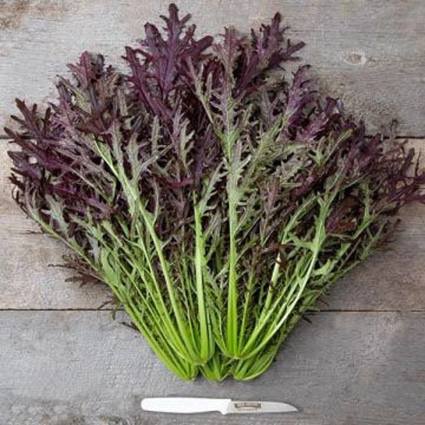 MUSTARD GREENS 'Scarlet Frill'