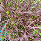 ASIAN GREENS 'Red Leaf Mizuna'
