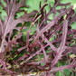 ASIAN GREENS 'Red Leaf Mizuna'