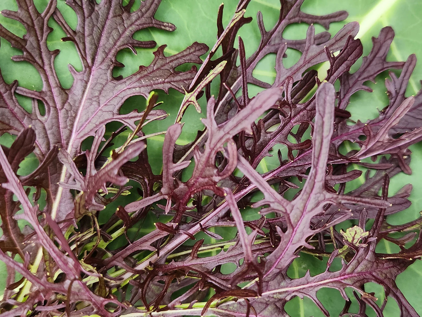 ASIAN GREENS 'Red Leaf Mizuna'