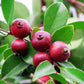 GUAVA 'Strawberry' --Psidium cattleyanum--