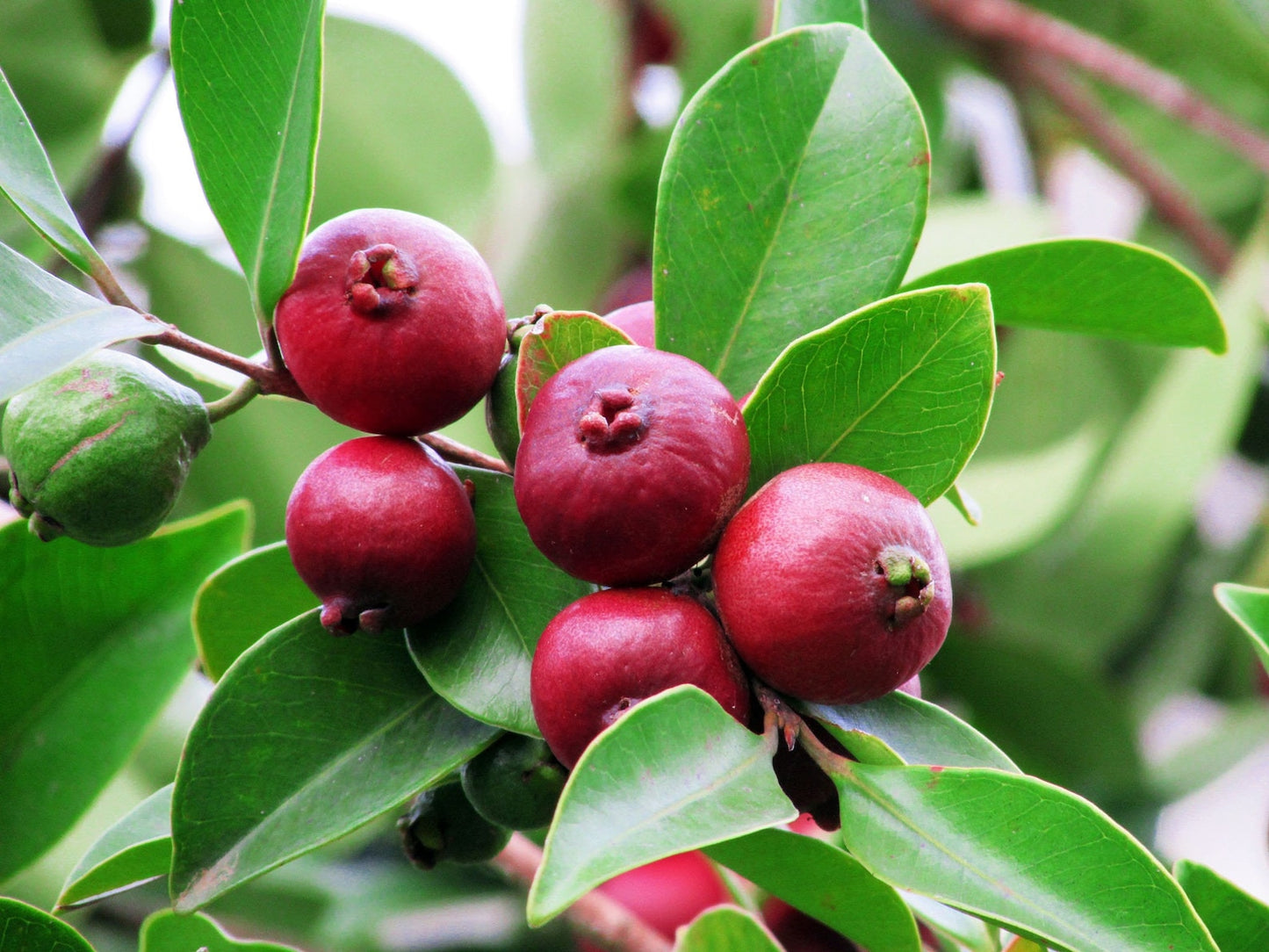 GUAVA 'Strawberry' --Psidium cattleyanum--