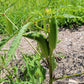 OKRA 'Jade'