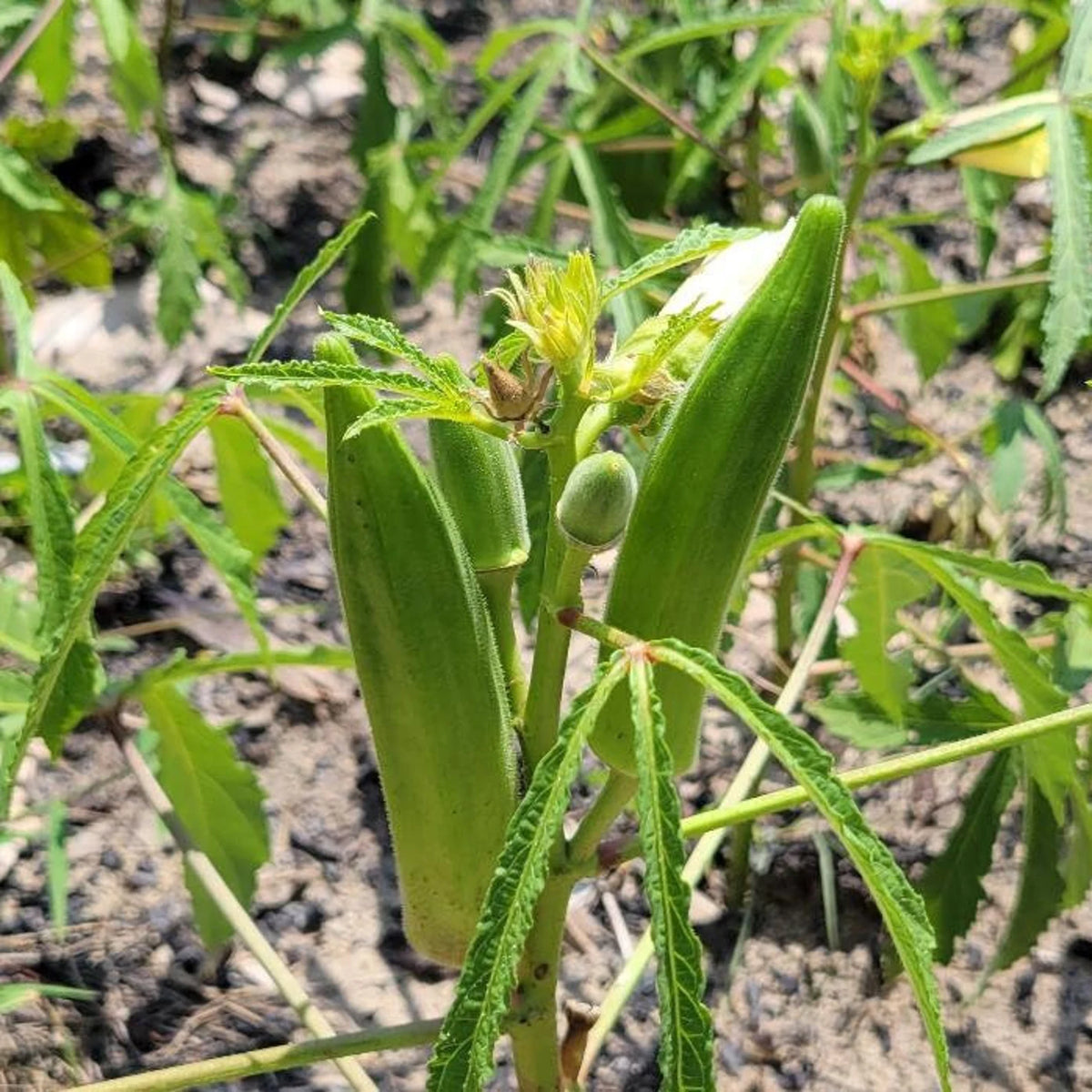 OKRA 'Jade'