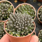 Sinocrassula yunnanensis --Black Sea Urchin--