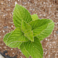MINT 'Juicy Fruit' --Mentha x.--