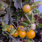 TOMATO 'Gourmandise Yellow'