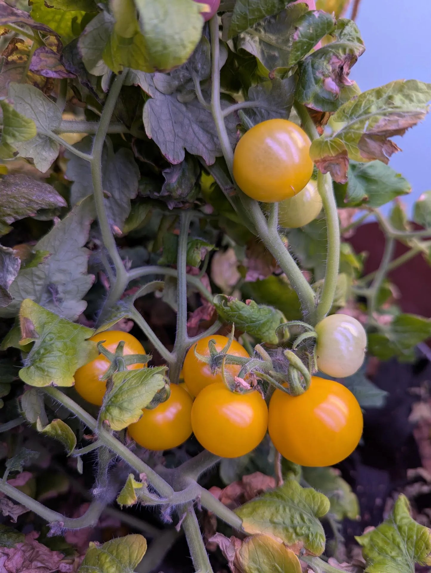 TOMATO 'Gourmandise Yellow'