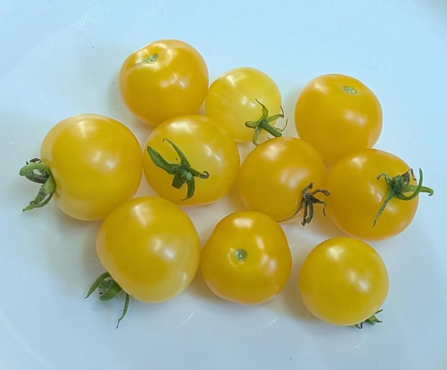TOMATO 'Gourmandise Yellow'