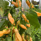 PEPPER 'Sugar Rush Peach' --Capsicum baccatum--