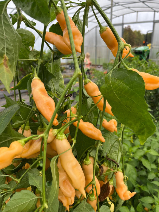 PEPPER 'Sugar Rush Peach' --Capsicum baccatum--