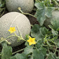 MELON 'Sweet Passion Cantaloupe'