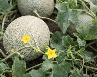 MELON 'Sweet Passion Cantaloupe'