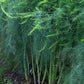 ASPARAGUS 'Millennium' --Asparagus officinalis--