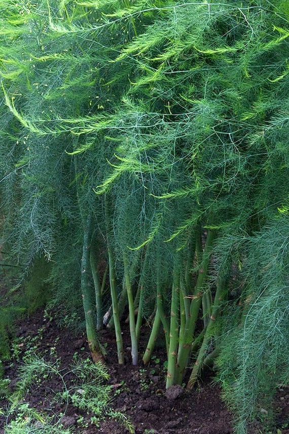 ASPARAGUS 'Millennium' --Asparagus officinalis--