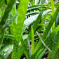 ALOE VERA 'Small-Leaf' --Aloe barbadensis--