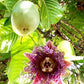 PASSIONFLOWER 'Giant Granadilla' --Passiflora quadrangularis--