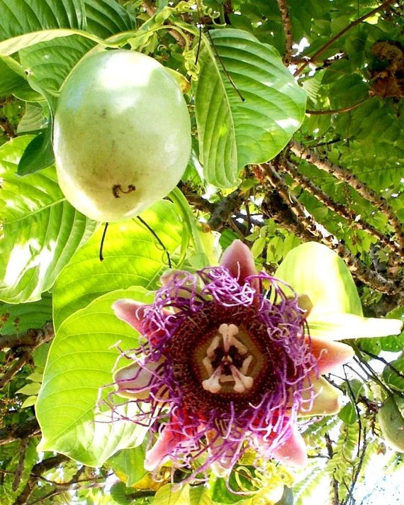 PASSIONFLOWER 'Giant Granadilla' --Passiflora quadrangularis--