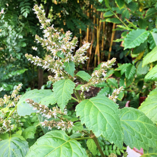 PATCHOULI 'True' --Pogostemon cablin--