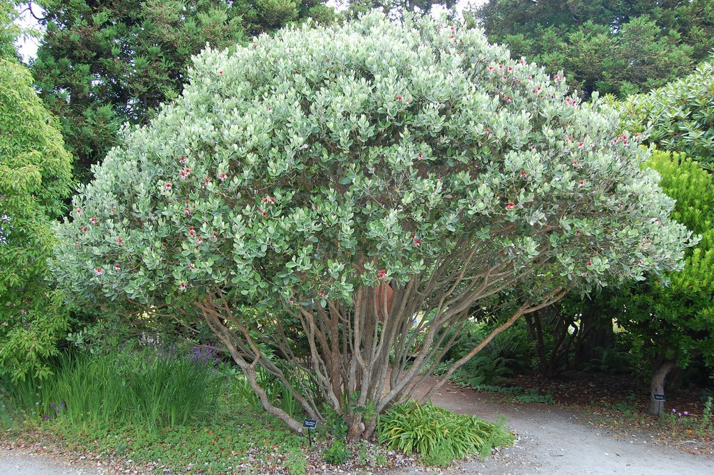 GUAVA 'Pineapple' --Feijoa sellowiana--