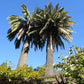 Jubaea chilensis --Chilean Wine Palm--