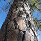 Pinus taeda --Improved Loblolly Pine--
